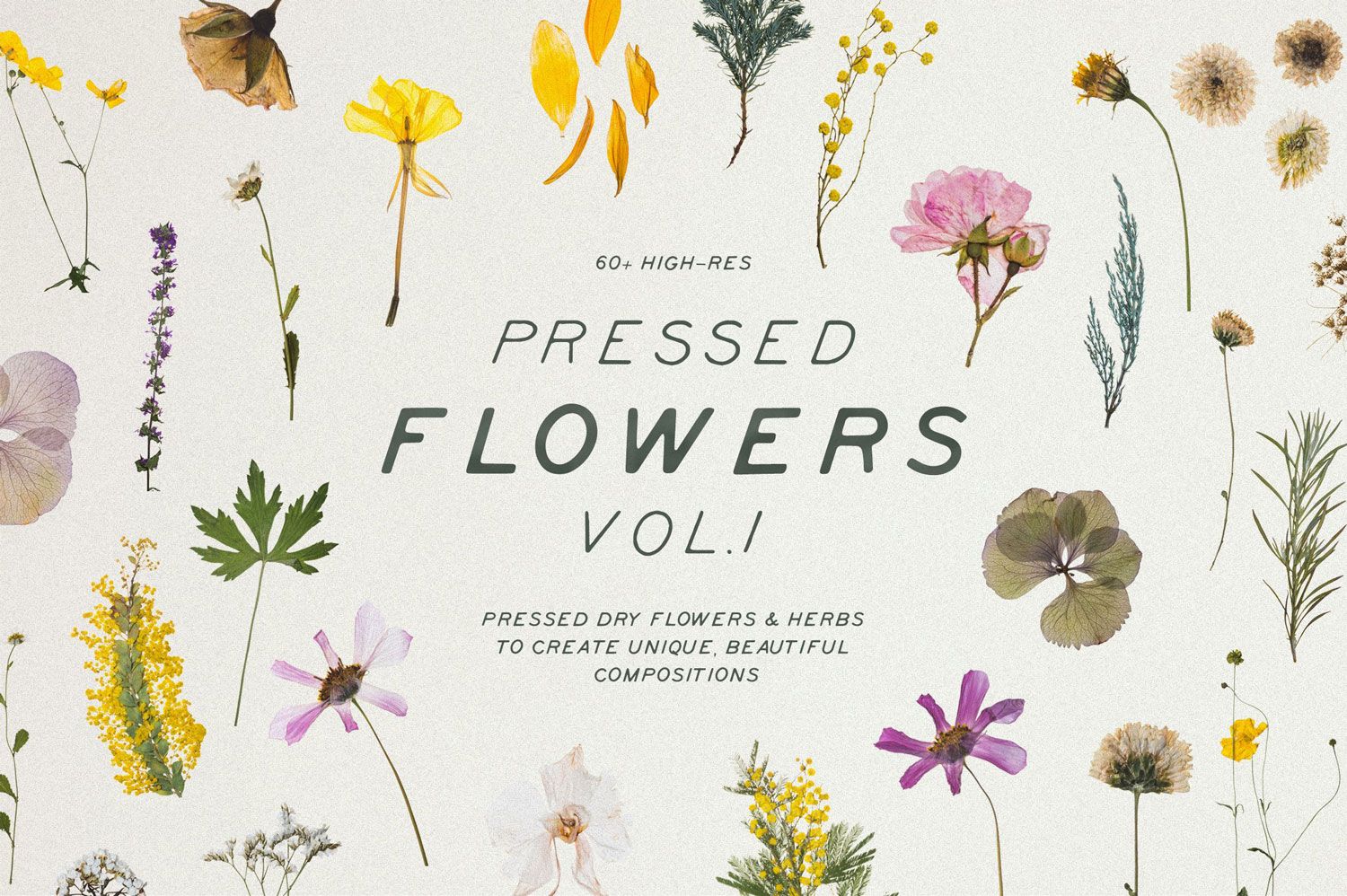 Cover image for Elements 60+ High Res Pressed Dried Flowers PNG showcasing a colorful collection of high-resolution pressed dried flowers perfect for decorating business cards, flyers, and greeting cards