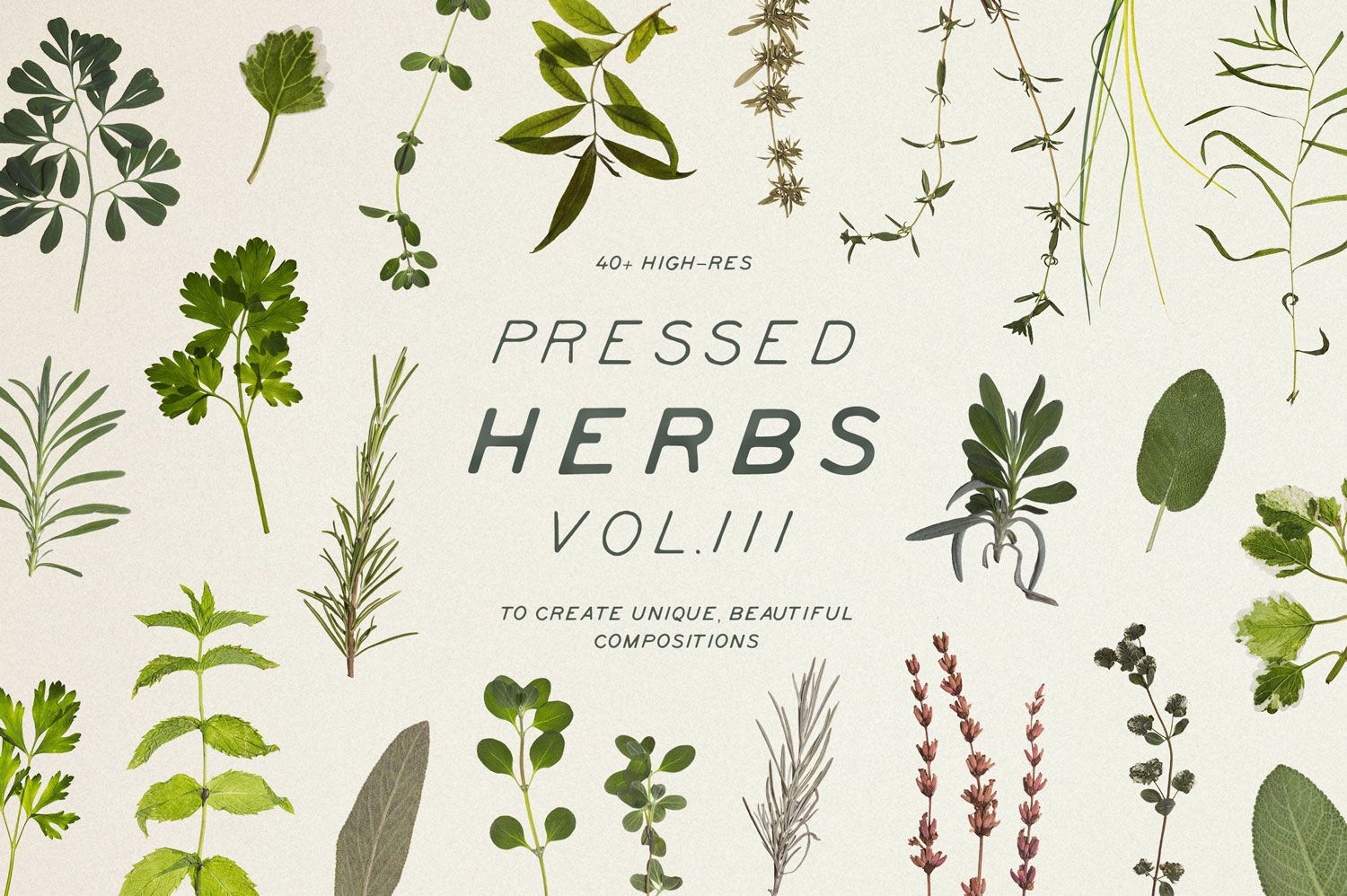 Cover image for Elements 40+ High Res Pressed Dried Aromatic Herbs PNG Volume 2 showcasing a collection of high-resolution pressed dried aromatic herbs perfect for decorating business cards, creating patterns, and designing food menu flyers for unique compositions