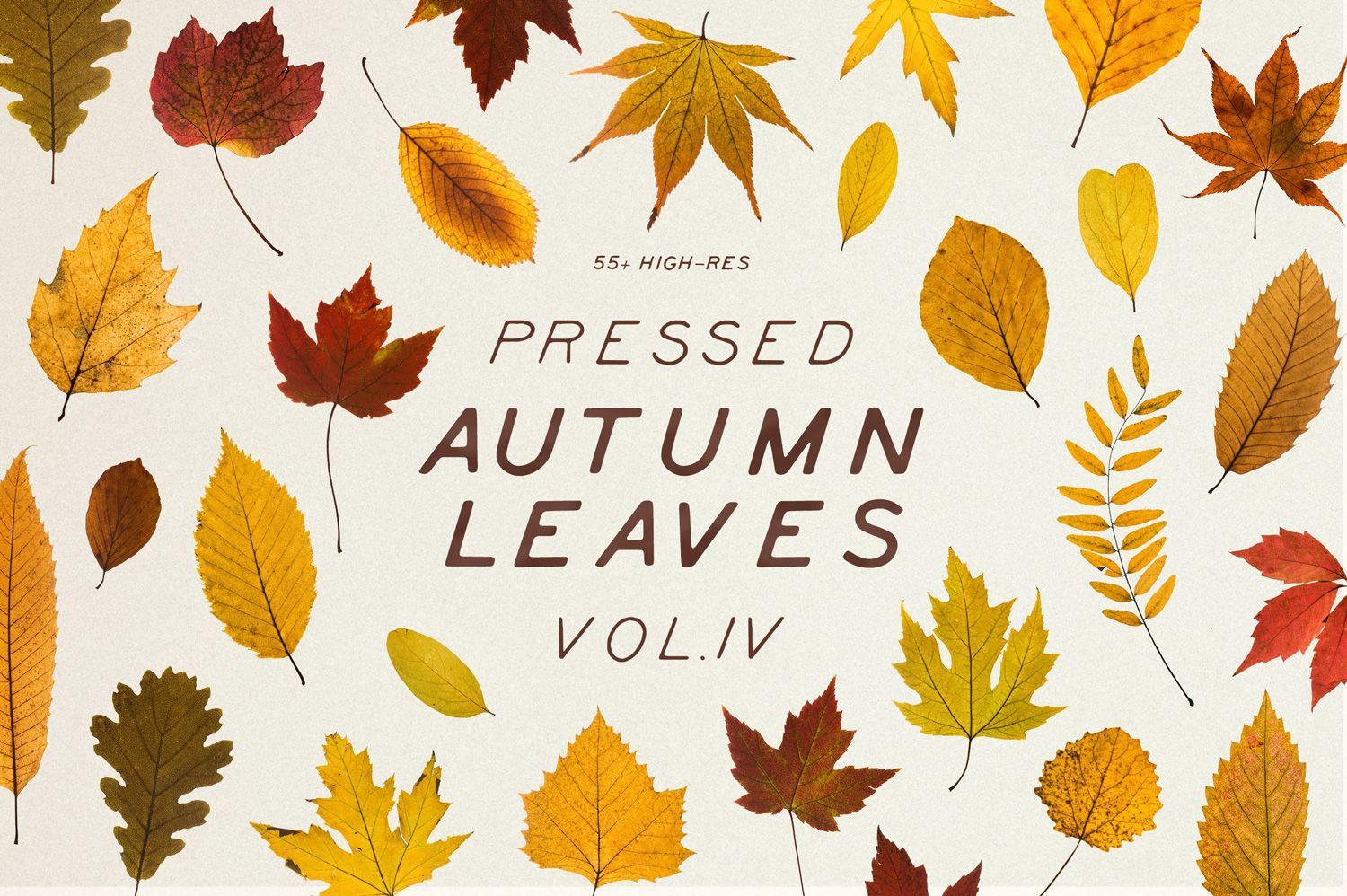 Cover image for Elements 40+ High Res Pressed Dried Autumn Leaves PNG Volume 4 showcasing a collection of high-resolution pressed dried autumn leaves in orange and red hues perfect for decorating, creating patterns, and designing food menu flyers for unique compositions